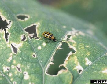close up of small yellow backed with black spots beetle on a leaf riddled with chew holes