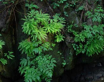 Fern plants near stream.