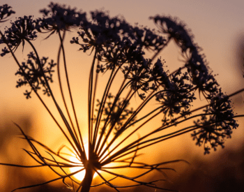 Silhouette of delicate plant stems and seed heads against a warm sunset sky, with the sun glowing in the background. The scene feels peaceful and natural.