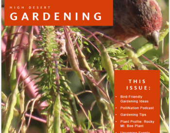 A bird collecting seeds from a Rocky Mt. Bee Plant featured on the cover of the Oct/Nov High Desert Gardening Newsletter