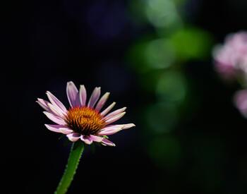 close-up of a single purple coneflower with orange center against a dark blurred background with hints of green foliage and another soft pink flower in the distance.