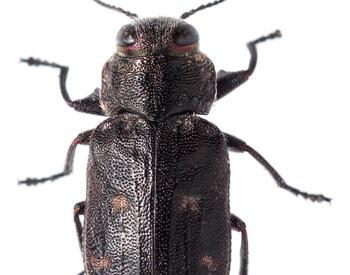 Pacific flatheaded borer adult