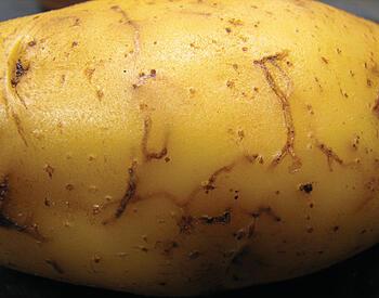 Enlarged view of tuber with beetle tracks.