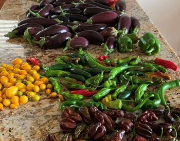A variety of vegetables are displayed on a table