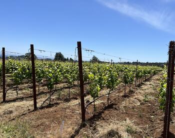 rows of wine grapes on a sunny day