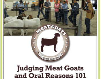 Judging Meat Goats and Oral Reasons