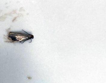 A small gray-brown moth rests on a white surface, its narrow wings folded along its body.