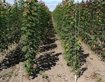 One-year-old red maple trees.