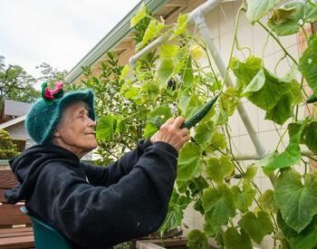 Pat Patterson, wearing a green felt hat with pink flowers and seated in a chair, demonstrates how to use a lowering trellis.