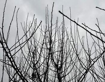 apple tree in winter