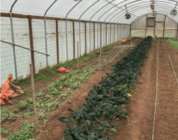 High tunnel with winter crops