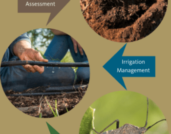 circle frames with soil, drip irrigation, and squash bug