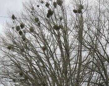 Leafless deciduous tree branches dotted with multiple round, green clumps of mistletoe against a gray winter sky.