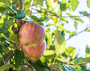 Two ripening red-and-yellow apples hang from a leafy branch, backlit by sunlight in an orchard.