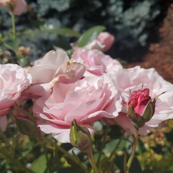 Pink roses in a garden in the sun.