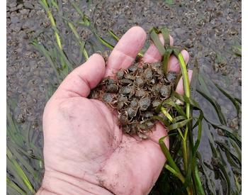 juvenile dungeness crabs held in palm of hand